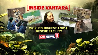 Inside Vantara Worlds Biggest Animal Rescue And Rehabilitation Center In Gujarats Jamnaga News18 [upl. by Marlyn]