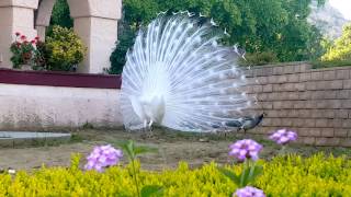 White Peacock Mating Dance [upl. by Animar]