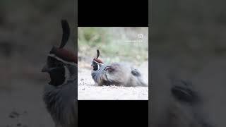 Gambel’s quail in Prescott AZ wildlife birds [upl. by Annuahs]