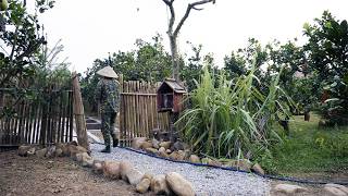 Harvesting Ficus Racemosa amp Figs After Yagi Storm  Flower Trellis amp Bird Feeder [upl. by Bissell]