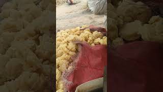 Organic Jaggery Powder Making Process  JAGGERY MAKING  Gurr Making [upl. by Tjaden73]