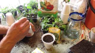 How to Transplant Kale amp Collard Greens into Cups Fertilize Too  MFG 2014 [upl. by Obnukotalo665]