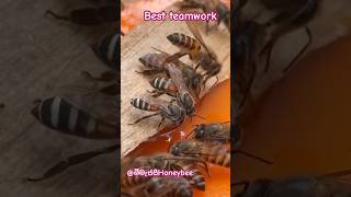 bee beeculture nature beeday best bees honeybee honeyworks honeycomb honeybees [upl. by Rurik]