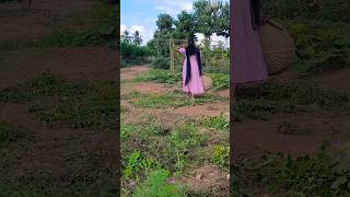 காய் பறிக்க கிளம்பியாச்சு song music  Sasi organicfarming [upl. by Heiner175]