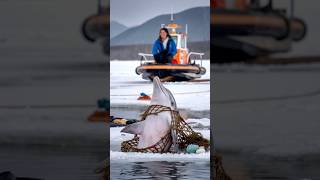 A critically injured dolphin trapped in an old net pleaded with a sailor to save its life seal [upl. by Muffin267]