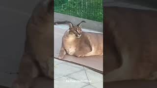 Gosha is a Lazy Boy  Big Floppa caracal [upl. by Eanar]