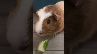 Guinea Pig Enjoys a Tasty Cucumber Snack 🥒🐹 [upl. by Idoux]