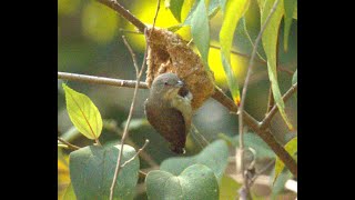 Thickbilled flowerpecker  Nesting  Documentary  Photography  Wildlife [upl. by Luisa]