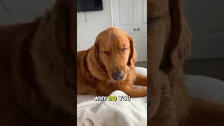 Golden Retriever vs Sleepiness The Ultimate Showdown [upl. by Osbourn]