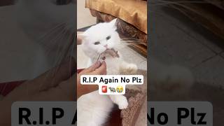 RIP Not this time 🚨😭 shorts dog husky trendingsongs cat [upl. by Rubina]