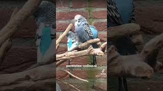 budgerigars budgieshorts birds parakeets birdsounds parkieten lovebirds grasparkiet aviary [upl. by Middleton]