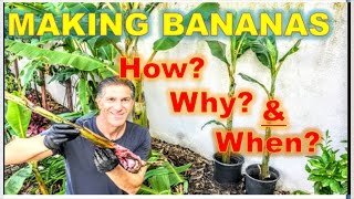 PROPAGATING BANANA PLANTS  Sword vs Water Pups  Ice Cream Apple amp GoldFinger [upl. by Nemlaz]