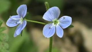 MyNature Apps Identifying Birdseye Speedwell Veronica persica [upl. by Astrea]