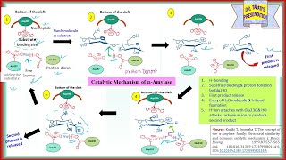 Alpha Amylase  Main Features Catalytic Domain Catalytic Mechanism Ca2 Binding Site  Enzyme 42 [upl. by Alia]