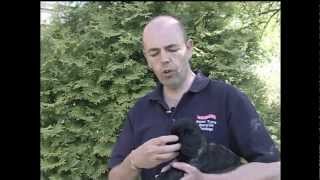 Hawcroft Gundogs Cocker Spaniel Training Series  Paul French Video [upl. by Ahsilahk]