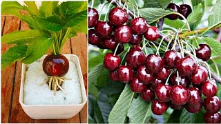 easy way how to grow cherry tree from cherry fruit with egg and alovera at home 100  success [upl. by Idrahs258]