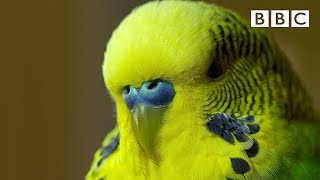 Meet Disco the incredible talking budgie  Pets  Wild at Heart  BBC [upl. by Inah]