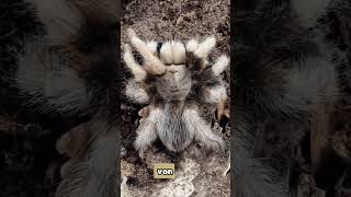 Aphonopelma chalcodes für Anfänger shorts aphonopelma aphonopelmachacodes beginner anfänger [upl. by Querida]