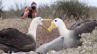 Wave Albatross mating dance [upl. by Hairam290]