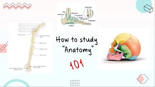 quotHOWquot to Study Anatomy in Medical School NO GATEKEEPING [upl. by Tomas298]