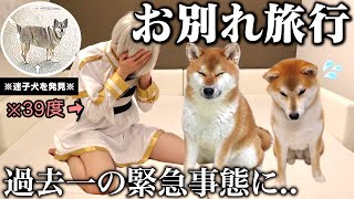 【迷子犬に遭遇】離れて暮らす柴犬こまちゃん達との旅行が予想外のハプニングamp癒しの回になりました。「飼い主熱暴走する」 [upl. by Kinchen]