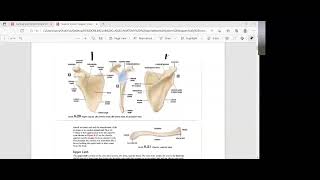 LEC V13 Bones appendicular skeleton wQ [upl. by Annavaig]