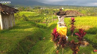 Walk along the beautiful Rice Terraces in Bali Indonesia  Jatiluwih [upl. by Idona10]