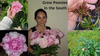 Growing peonies in the south  tips and tricks [upl. by Lochner83]