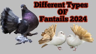 Most Beautiful Fantail pigeons  Lakka Kabootar ki khoobsurati [upl. by Yonatan827]