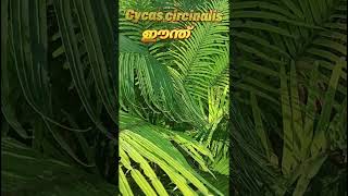 നിധി കാത്തിരുന്ന മരം Eenth  Cycas circinalis Queen Sago [upl. by Alemac]