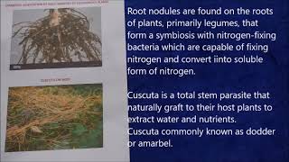 Symbiotic association in root nodules of leguminous plants Cuscuta on host lichens XII Spotting [upl. by Oiludbo]