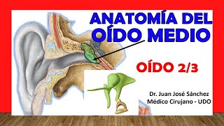 🥇 OÍDO 23 Anatomía del OÍDO MEDIO Cadena de HUESECILLOS [upl. by Hnilym336]