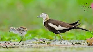 Journey into the Wild Pheasant Tailed Jacana and Its Darling Chicks pheasanttailedjacana jacana [upl. by Mendive]