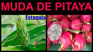 COMO FAZER MUDA DE PITAYA POR ESTAQUIA Pega fácil [upl. by Eittol]