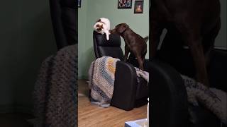 Alpha cat vs puppy cat dog animallover puppy asmrsounds [upl. by Nagah787]