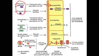 Bioquímica  Digestión y absorción de carbohidratos [upl. by Enahpets]