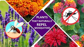 Plants That Repel Mosquitoes  Natures Mosquito Repellent [upl. by Nuri]