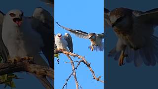 Daddy I got the food White tailed kite birds wildlife food birdofprey birdwatching birdlover [upl. by Alenson615]