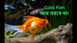 কেন আপনার Gold FIsh মারা যায় 😭 No more Goldfish Death 🤩 [upl. by Norri]