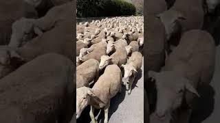 Fête de la transhumance  les moutons défilent dans les rues de Fontvieille [upl. by Mikahs]