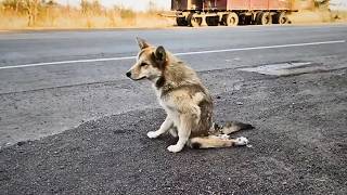 A stray dog with paralyzed legs struggled on until a cyclist took him to see a bigger world ❤️ [upl. by Willner346]