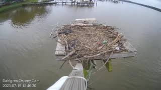 71923  DAHLGREN OSPREYCHICK OVERSHOOTS NEST JUMP FALLS IN WATER [upl. by Nimar887]