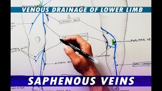 Great Saphenous Vein amp Small Saphenous Vein  Venous drainage of lower limb [upl. by Way]