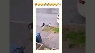 Cats and failures😹🤦🏻‍♂️😻cat subscribe funny pasha cute shorts viralshort pets kedi lov [upl. by Bela349]