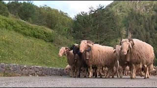 Béarn 64   transhumance des brebis dans les estives [upl. by Ydnar]