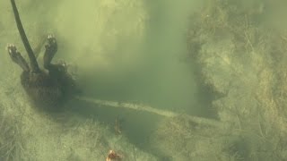 Amazing Muskrat Trapping video Minnesota with 110 conibears Through the ice in Winter [upl. by Somerset451]