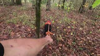 Tracking wounded deer with dog Jumping big buck [upl. by Nivrehs]