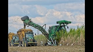 John Deere CH960 2 Row Sugarcane Harvester in Louisiana 4K [upl. by Lonnard]