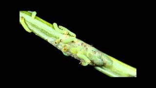 Spruce Budworm egg hatch [upl. by Braynard595]