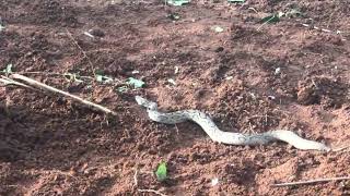 Russell Viper  Highly venomous snake [upl. by Urban]